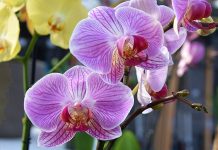 Orchidarium w Esteponie – ogród w samym centrum Costa del Sol Orchidarium w Esteponie